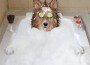 Humour - Melvin Durai - dogintub Humour - Melvin Durai - dogintub