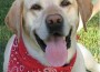 Labrador Labrador